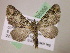  ( - BC ZSM Lep 05350)  @14 [ ] CreativeCommons - Attribution Non-Commercial Share-Alike (2010) Unspecified SNSB, Zoologische Staatssammlung Muenchen