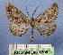  ( - BC ZSM Lep 12092)  @13 [ ] Copyright (2010) Unspecified SNSB, Zoologische Staatssammlung Muenchen