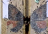  ( - BC ZSM Lep 12131)  @12 [ ] Copyright (2010) Unspecified SNSB, Zoologische Staatssammlung Muenchen