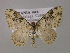  ( - BC ZSM Lep 15006)  @13 [ ] CreativeCommons - Attribution Non-Commercial Share-Alike (2010) Unspecified SNSB, Zoologische Staatssammlung Muenchen