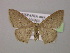  ( - BC ZSM Lep 15030)  @13 [ ] CreativeCommons - Attribution Non-Commercial Share-Alike (2010) Unspecified SNSB, Zoologische Staatssammlung Muenchen