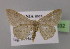  (Idaea predotaria - BC ZSM Lep 15032)  @14 [ ] CreativeCommons - Attribution Non-Commercial Share-Alike (2010) Unspecified SNSB, Zoologische Staatssammlung Muenchen