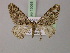 ( - BC ZSM Lep 15068)  @13 [ ] CreativeCommons - Attribution Non-Commercial Share-Alike (2010) Unspecified SNSB, Zoologische Staatssammlung Muenchen