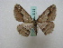 ( - BC ZSM Lep 16135)  @13 [ ] CreativeCommons - Attribution Non-Commercial Share-Alike (2010) Unspecified SNSB, Zoologische Staatssammlung Muenchen