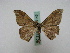  ( - BC ZSM Lep 16146)  @13 [ ] CreativeCommons - Attribution Non-Commercial Share-Alike (2010) Unspecified SNSB, Zoologische Staatssammlung Muenchen