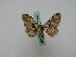  ( - BC ZSM Lep 16147)  @12 [ ] CreativeCommons - Attribution Non-Commercial Share-Alike (2010) Unspecified SNSB, Zoologische Staatssammlung Muenchen