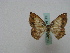  ( - BC ZSM Lep 16149)  @13 [ ] CreativeCommons - Attribution Non-Commercial Share-Alike (2010) Unspecified SNSB, Zoologische Staatssammlung Muenchen