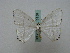  ( - BC ZSM Lep 16150)  @13 [ ] CreativeCommons - Attribution Non-Commercial Share-Alike (2010) Unspecified SNSB, Zoologische Staatssammlung Muenchen