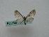 ( - BC ZSM Lep 16159)  @12 [ ] CreativeCommons - Attribution Non-Commercial Share-Alike (2010) Unspecified SNSB, Zoologische Staatssammlung Muenchen