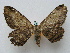  ( - BC ZSM Lep 16165)  @14 [ ] CreativeCommons - Attribution Non-Commercial Share-Alike (2010) Unspecified SNSB, Zoologische Staatssammlung Muenchen