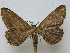  ( - BC ZSM Lep 16167)  @13 [ ] CreativeCommons - Attribution Non-Commercial Share-Alike (2010) Unspecified SNSB, Zoologische Staatssammlung Muenchen
