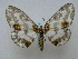  ( - BC ZSM Lep 16173)  @14 [ ] CreativeCommons - Attribution Non-Commercial Share-Alike (2010) Unspecified SNSB, Zoologische Staatssammlung Muenchen