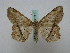  ( - BC ZSM Lep 16175)  @13 [ ] CreativeCommons - Attribution Non-Commercial Share-Alike (2010) Unspecified SNSB, Zoologische Staatssammlung Muenchen