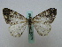  ( - BC ZSM Lep 16179)  @13 [ ] CreativeCommons - Attribution Non-Commercial Share-Alike (2010) Unspecified SNSB, Zoologische Staatssammlung Muenchen