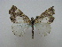  ( - BC ZSM Lep 16203)  @13 [ ] CreativeCommons - Attribution Non-Commercial Share-Alike (2010) Unspecified SNSB, Zoologische Staatssammlung Muenchen