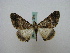  ( - BC ZSM Lep 16206)  @13 [ ] CreativeCommons - Attribution Non-Commercial Share-Alike (2010) Unspecified SNSB, Zoologische Staatssammlung Muenchen