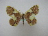  ( - BC ZSM Lep 16211)  @13 [ ] CreativeCommons - Attribution Non-Commercial Share-Alike (2010) Unspecified SNSB, Zoologische Staatssammlung Muenchen
