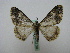  ( - BC ZSM Lep 16218)  @13 [ ] CreativeCommons - Attribution Non-Commercial Share-Alike (2010) Unspecified SNSB, Zoologische Staatssammlung Muenchen