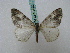  ( - BC ZSM Lep 16220)  @12 [ ] CreativeCommons - Attribution Non-Commercial Share-Alike (2010) Unspecified SNSB, Zoologische Staatssammlung Muenchen