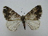  ( - BC ZSM Lep 16226)  @12 [ ] CreativeCommons - Attribution Non-Commercial Share-Alike (2010) Unspecified SNSB, Zoologische Staatssammlung Muenchen