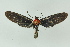 ( - BC ZSM Lep 16626)  @13 [ ] CreativeCommons - Attribution Non-Commercial Share-Alike (2010) Unspecified SNSB, Zoologische Staatssammlung Muenchen