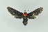  ( - BC ZSM Lep 16657)  @13 [ ] CreativeCommons - Attribution Non-Commercial Share-Alike (2010) Unspecified SNSB, Zoologische Staatssammlung Muenchen