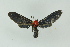  ( - BC ZSM Lep 16658)  @13 [ ] CreativeCommons - Attribution Non-Commercial Share-Alike (2010) Unspecified SNSB, Zoologische Staatssammlung Muenchen
