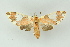  ( - BC ZSM Lep 16677)  @13 [ ] CreativeCommons - Attribution Non-Commercial Share-Alike (2010) Unspecified SNSB, Zoologische Staatssammlung Muenchen
