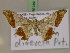  ( - BC ZSM Lep 17368)  @14 [ ] CreativeCommons - Attribution Non-Commercial Share-Alike (2010) Unspecified SNSB, Zoologische Staatssammlung Muenchen
