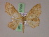  ( - BC ZSM Lep 17396)  @12 [ ] CreativeCommons - Attribution Non-Commercial Share-Alike (2010) Unspecified SNSB, Zoologische Staatssammlung Muenchen
