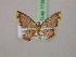  (Chrysocraspeda MS01Tz - BC ZSM Lep 17398)  @14 [ ] CreativeCommons - Attribution Non-Commercial Share-Alike (2010) Unspecified SNSB, Zoologische Staatssammlung Muenchen