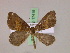  ( - BC ZSM Lep 17419)  @13 [ ] CreativeCommons - Attribution Non-Commercial Share-Alike (2010) Unspecified SNSB, Zoologische Staatssammlung Muenchen