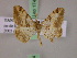  ( - BC ZSM Lep 17423)  @13 [ ] CreativeCommons - Attribution Non-Commercial Share-Alike (2010) Unspecified SNSB, Zoologische Staatssammlung Muenchen