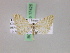  ( - BC ZSM Lep 17425)  @13 [ ] CreativeCommons - Attribution Non-Commercial Share-Alike (2010) Unspecified SNSB, Zoologische Staatssammlung Muenchen