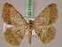  ( - BC ZSM Lep 17438)  @14 [ ] CreativeCommons - Attribution Non-Commercial Share-Alike (2010) Unspecified SNSB, Zoologische Staatssammlung Muenchen