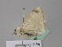  (Somatina AH01NG - BC ZSM Lep 17752)  @11 [ ] CreativeCommons - Attribution Non-Commercial Share-Alike (2010) Unspecified SNSB, Zoologische Staatssammlung Muenchen