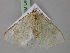  ( - BC ZSM Lep 17772)  @11 [ ] CreativeCommons - Attribution Non-Commercial Share-Alike (2010) Unspecified SNSB, Zoologische Staatssammlung Muenchen