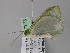  ( - BC ZSM Lep 17773)  @11 [ ] CreativeCommons - Attribution Non-Commercial Share-Alike (2010) Unspecified SNSB, Zoologische Staatssammlung Muenchen