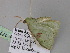  ( - BC ZSM Lep 17774)  @11 [ ] CreativeCommons - Attribution Non-Commercial Share-Alike (2010) Unspecified SNSB, Zoologische Staatssammlung Muenchen