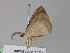  (Synegia AH01NG - BC ZSM Lep 17775)  @11 [ ] CreativeCommons - Attribution Non-Commercial Share-Alike (2010) Unspecified SNSB, Zoologische Staatssammlung Muenchen