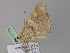  ( - BC ZSM Lep 17776)  @12 [ ] CreativeCommons - Attribution Non-Commercial Share-Alike (2010) Unspecified SNSB, Zoologische Staatssammlung Muenchen