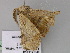  ( - BC ZSM Lep 17787)  @11 [ ] CreativeCommons - Attribution Non-Commercial Share-Alike (2010) Unspecified SNSB, Zoologische Staatssammlung Muenchen