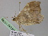  ( - BC ZSM Lep 17789)  @12 [ ] CreativeCommons - Attribution Non-Commercial Share-Alike (2010) Unspecified SNSB, Zoologische Staatssammlung Muenchen