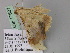  ( - BC ZSM Lep 17807)  @11 [ ] CreativeCommons - Attribution Non-Commercial Share-Alike (2010) Unspecified SNSB, Zoologische Staatssammlung Muenchen