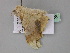  ( - BC ZSM Lep 17828)  @11 [ ] CreativeCommons - Attribution Non-Commercial Share-Alike (2010) Unspecified SNSB, Zoologische Staatssammlung Muenchen