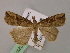  ( - BC ZSM Lep 22376)  @13 [ ] CreativeCommons - Attribution Non-Commercial Share-Alike (2010) Unspecified SNSB, Zoologische Staatssammlung Muenchen