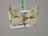  ( - BC ZSM Lep 22383)  @12 [ ] CreativeCommons - Attribution Non-Commercial Share-Alike (2010) Unspecified SNSB, Zoologische Staatssammlung Muenchen