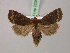  ( - BC ZSM Lep 22387)  @14 [ ] CreativeCommons - Attribution Non-Commercial Share-Alike (2010) Unspecified SNSB, Zoologische Staatssammlung Muenchen