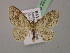  ( - BC ZSM Lep 22397)  @14 [ ] CreativeCommons - Attribution Non-Commercial Share-Alike (2010) Unspecified SNSB, Zoologische Staatssammlung Muenchen