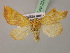  ( - BC ZSM Lep 22427)  @13 [ ] CreativeCommons - Attribution Non-Commercial Share-Alike (2010) Unspecified SNSB, Zoologische Staatssammlung Muenchen